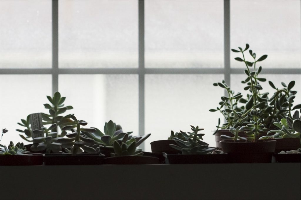 pots, plants, window-698725.jpg
